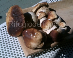 funghi 2013