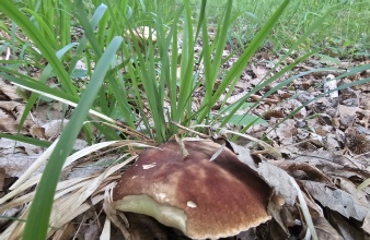 funghi 2025