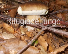 funghi 2013