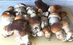 funghi_2019