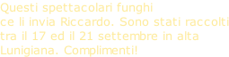 Questi spettacolari funghi ce li invia Riccardo. Sono stati raccolti tra il 17 ed il 21 settembre in alta  Lunigiana. Complimenti!